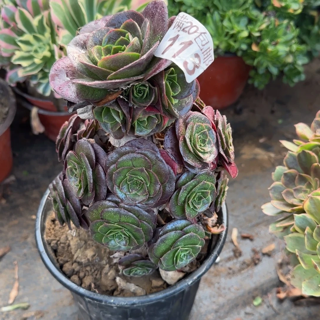 魅金玫瑰113满20包邮断枝不包