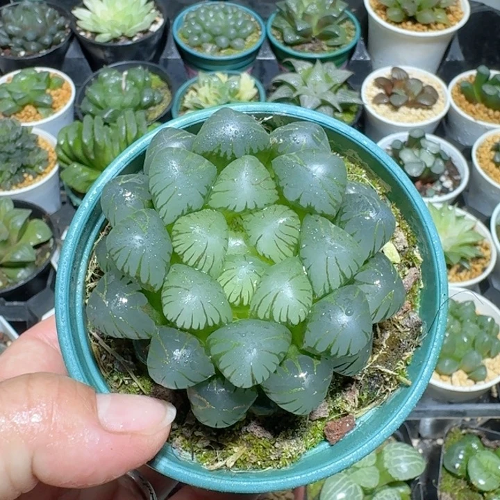 十二卷玉露大颗孔明灯