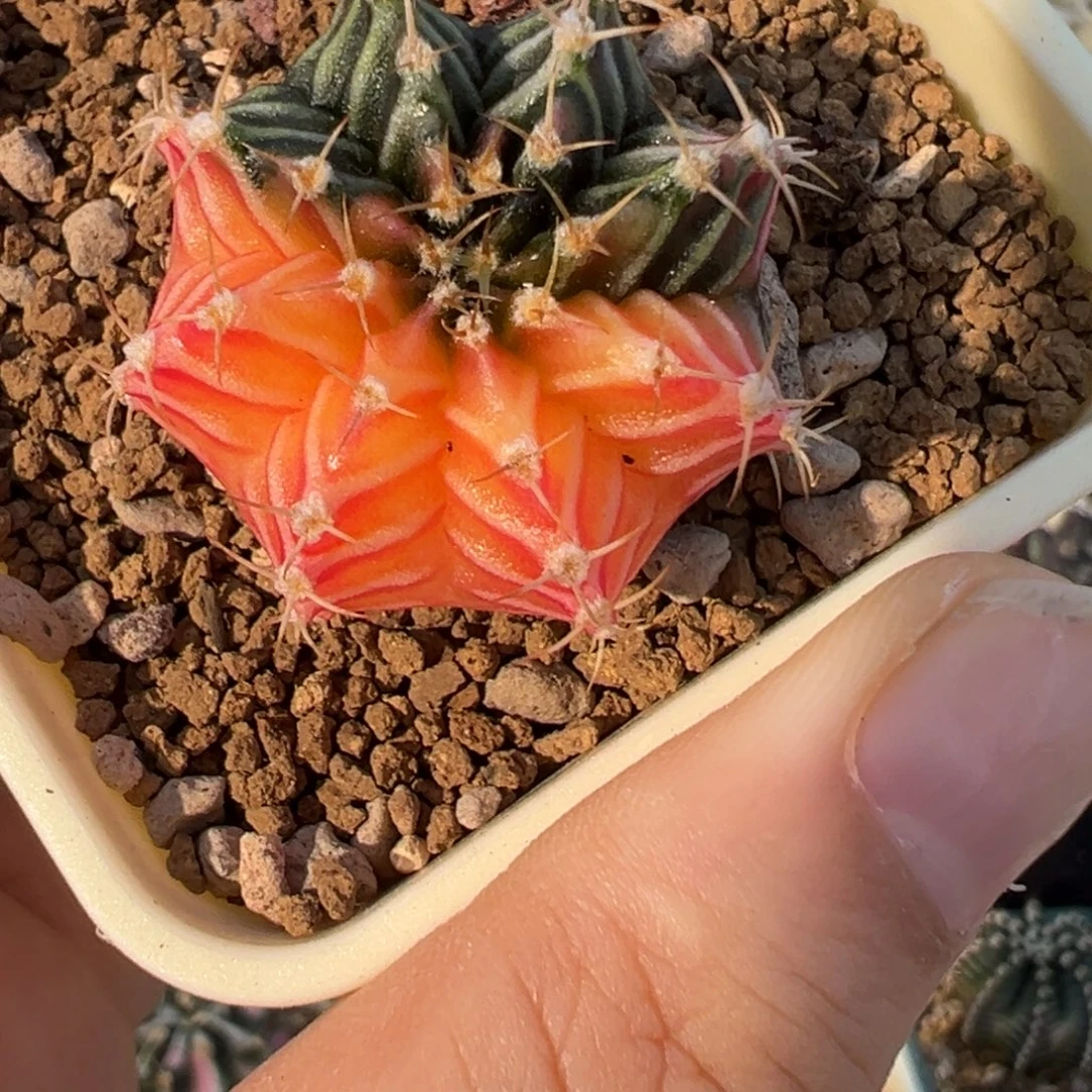 163 好看的米哈，冲冲冲