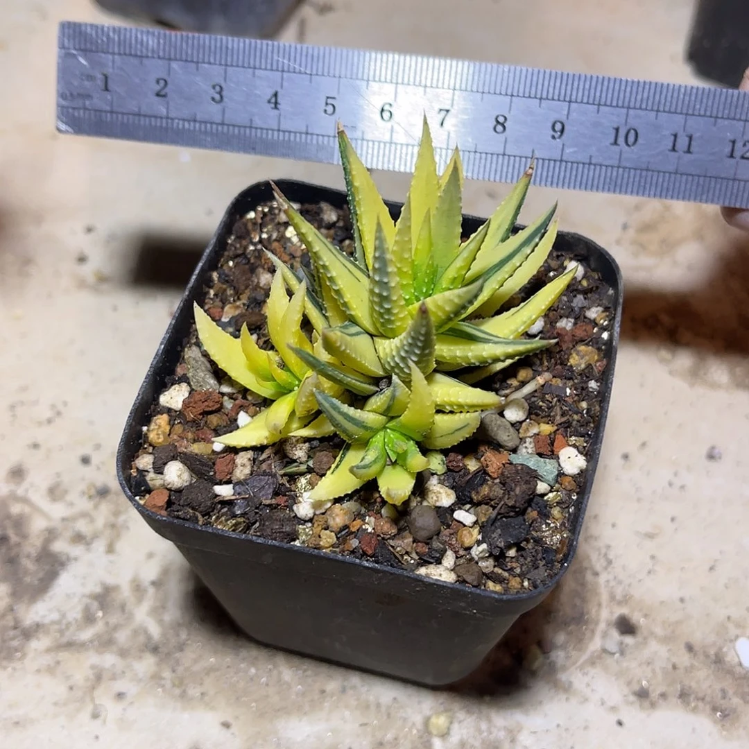 古笛锦一物一拍下单包邮