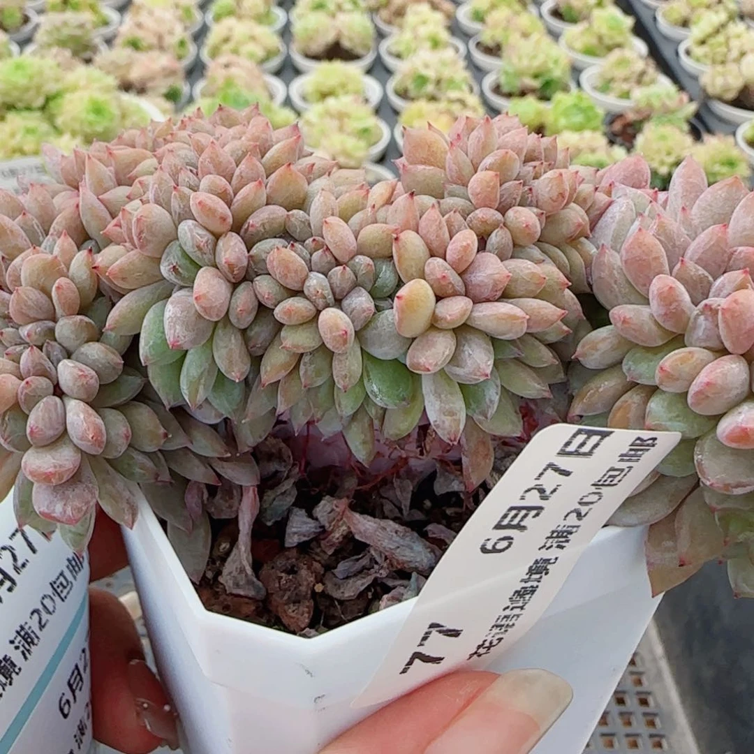 花语逸镜0627-77缀化