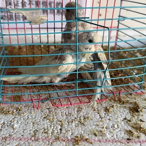 虎皮鹦鹉大头在线