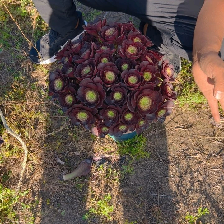 26.8魅金玫瑰一棵