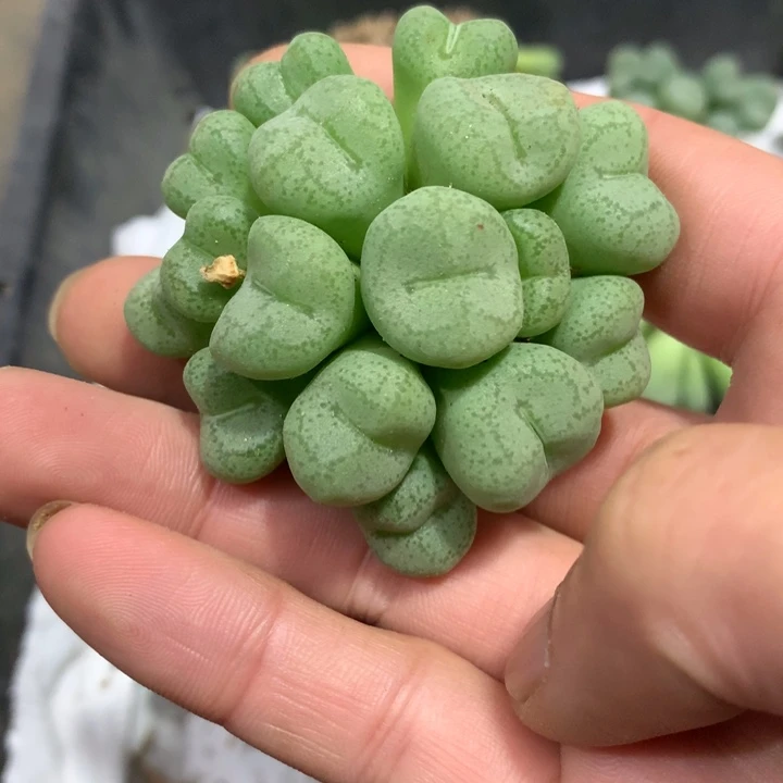精品多肉植物精品多肉