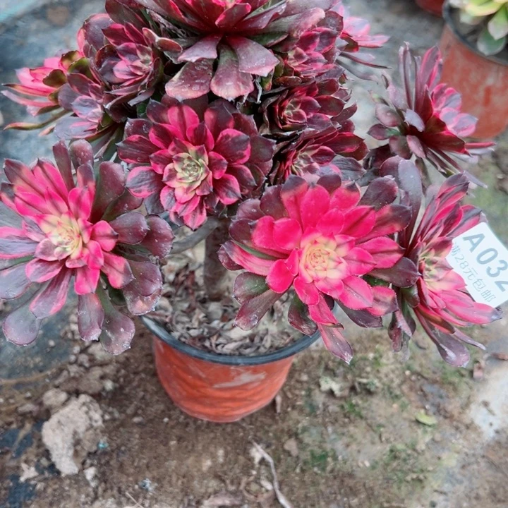 32烟花多肉植物的