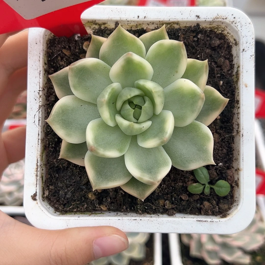 149号琉璃盏锦多肉植物