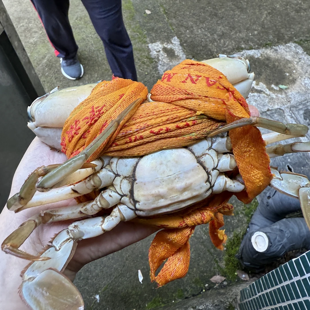三门青蟹 小母蟹 小公蟹 母膏蟹 大公蟹 可混搭现称改价 包活包肥