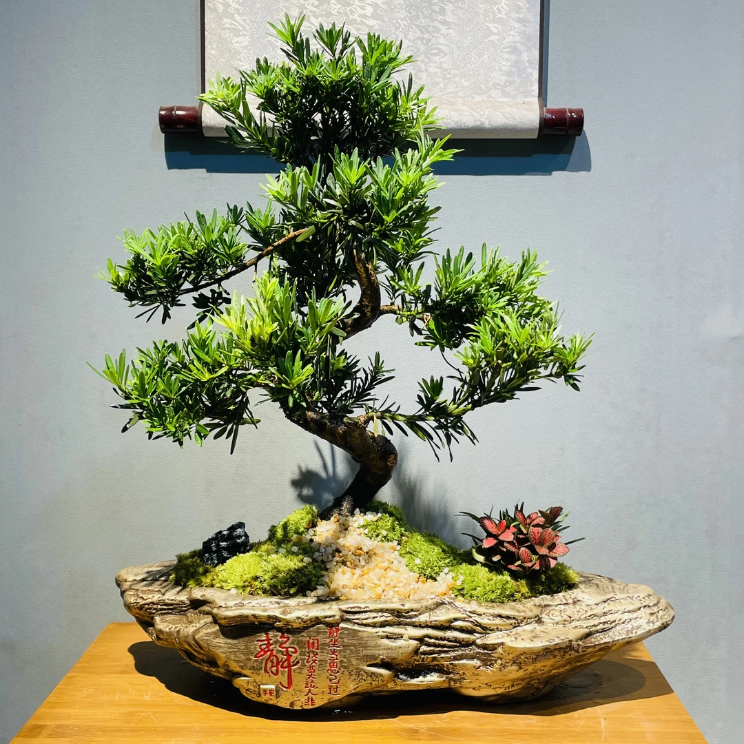 静盆老桩造型罗汉松好养大气7/23