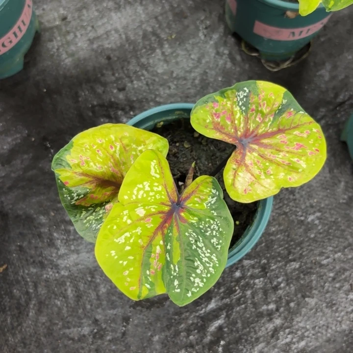 完全开放泰国彩叶芋9