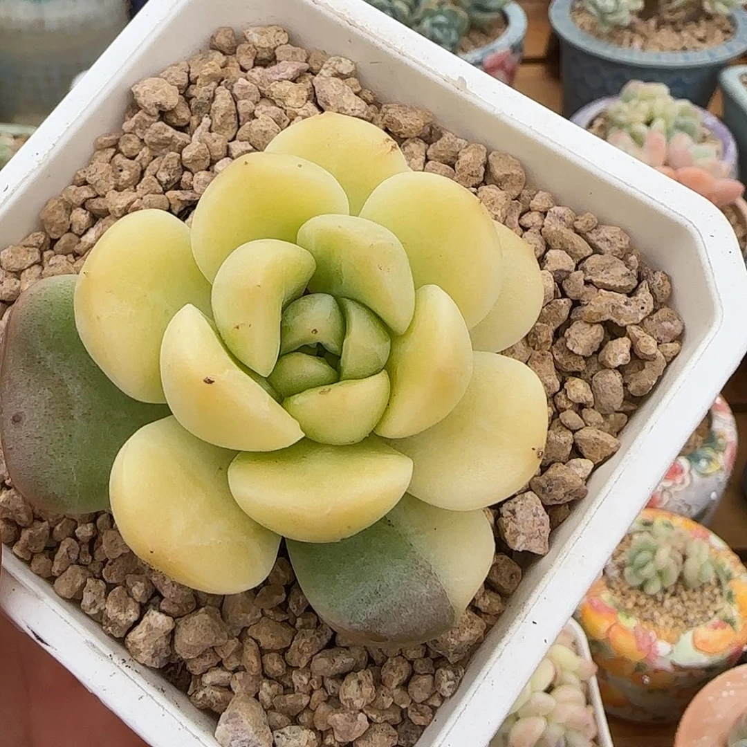 珍妮锦