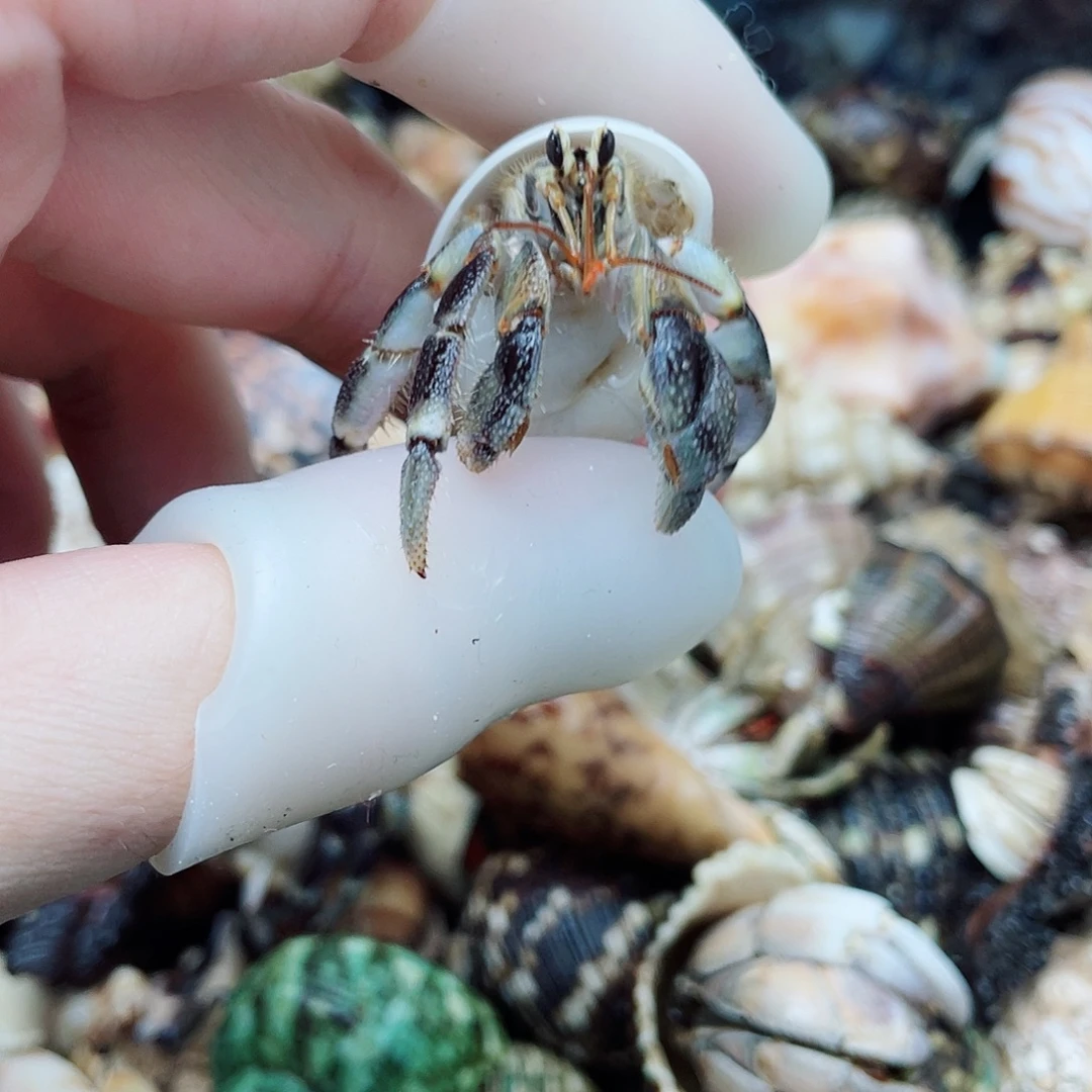 1.8口残联蜜蜂虎 快冲