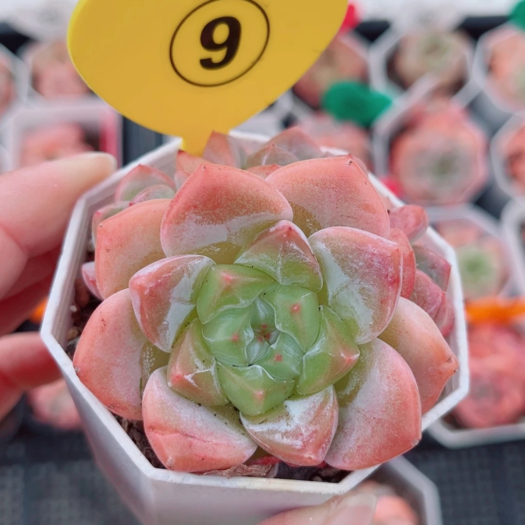 渴****9号小老桩糖心群4头