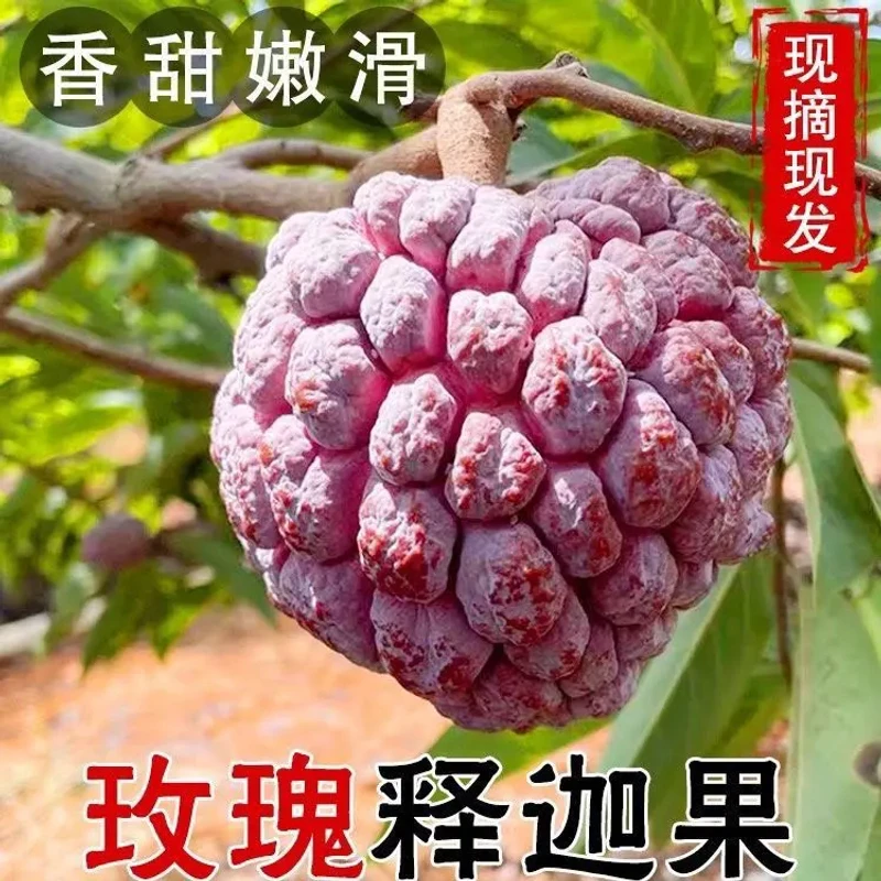 【天志甄选】玫瑰佛头果紫红色释迦果海南大番荔枝新鲜水果1-5斤