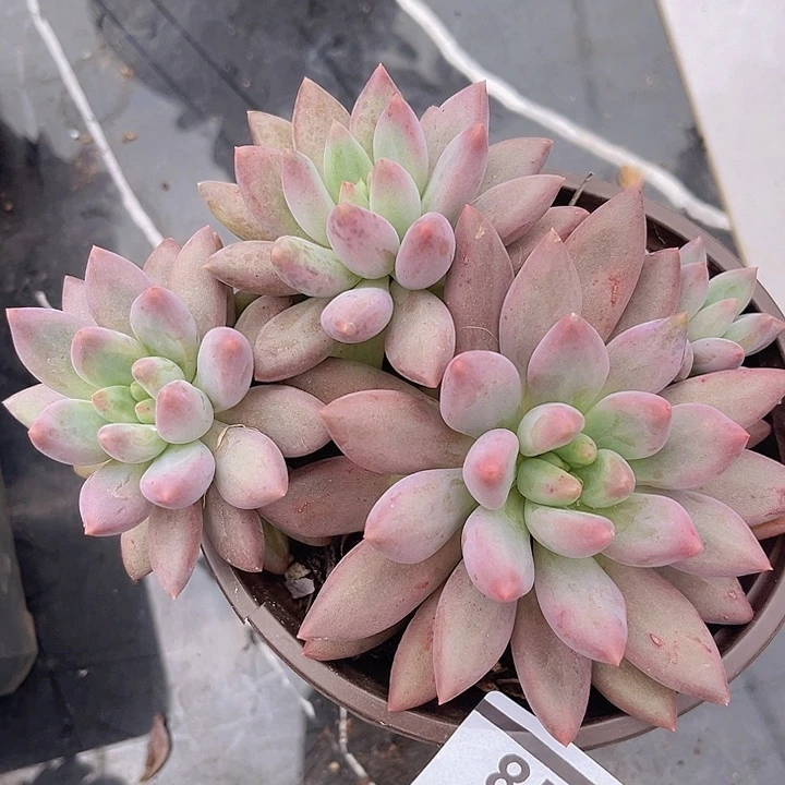 水晶球2718多肉植物