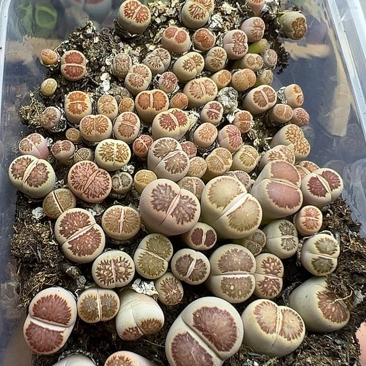 4623小美菊福利了