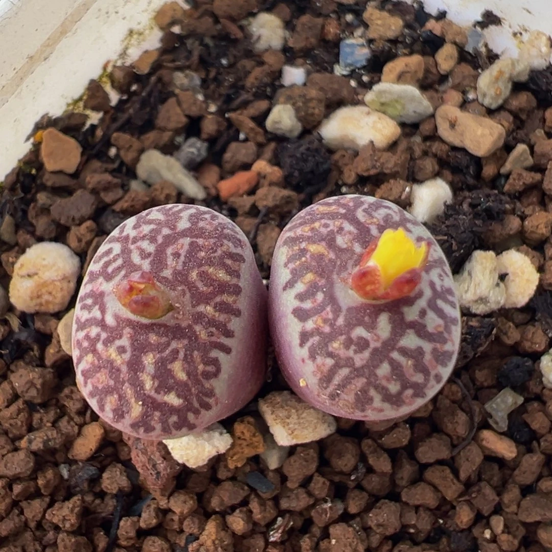 69多肉植物百科植物