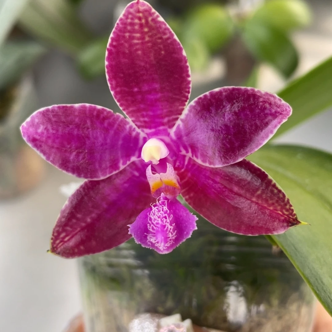 完全开放红路德兄弟交，浓香