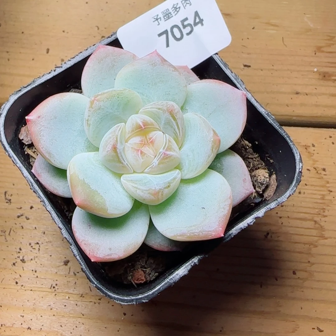 孤品，7054多肉植物