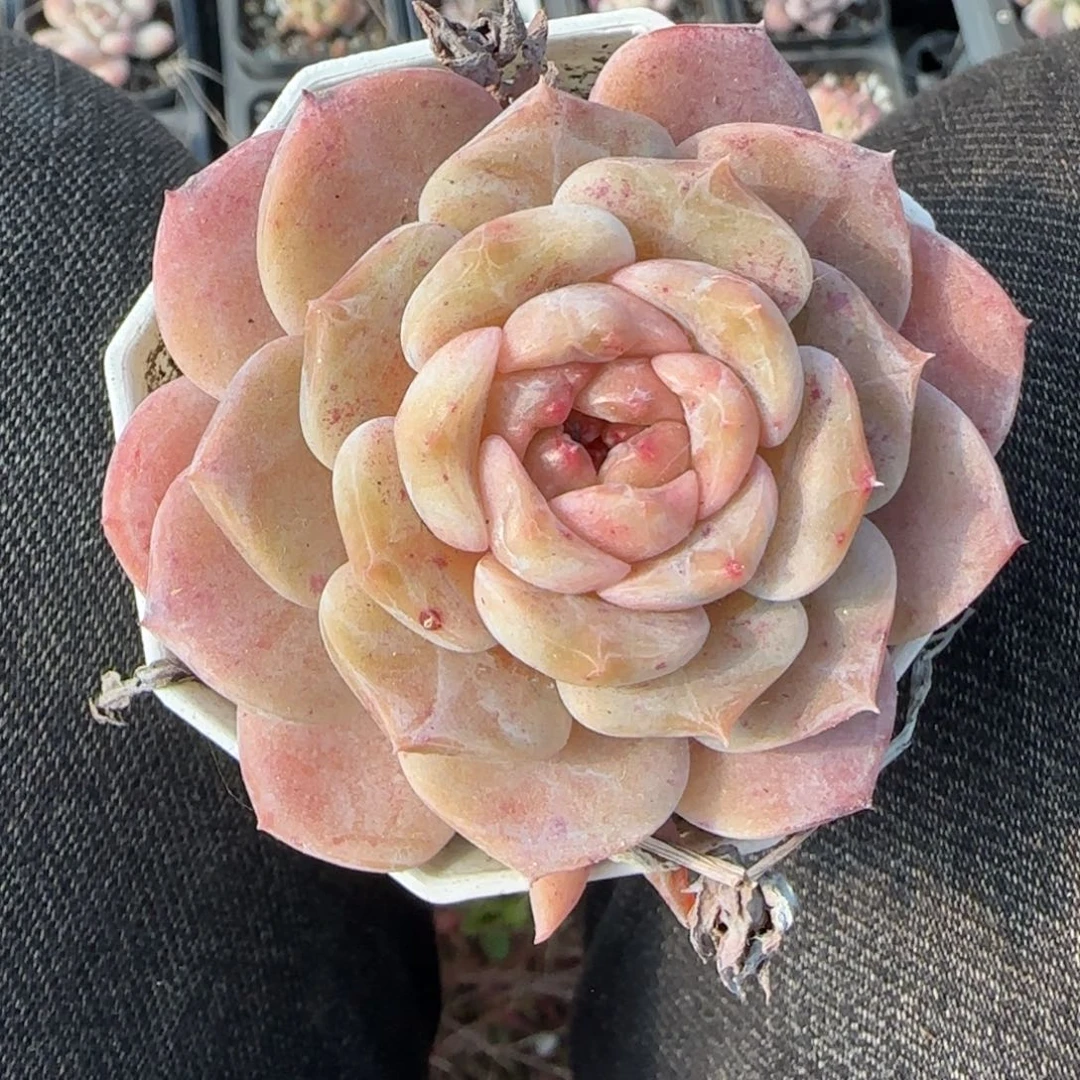 多肉小卡拉米糖心一物一拍