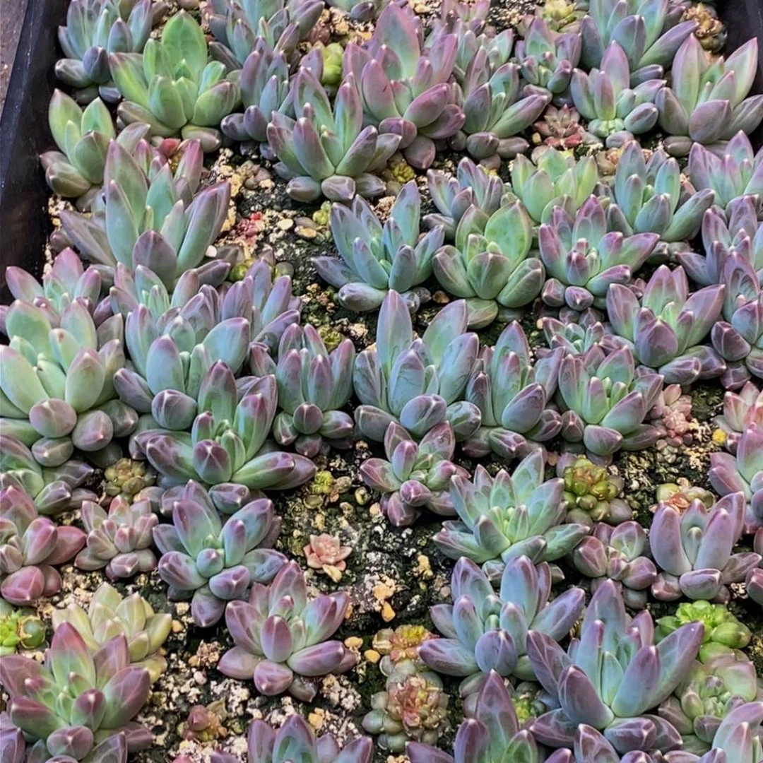 放885的人生态度就是说