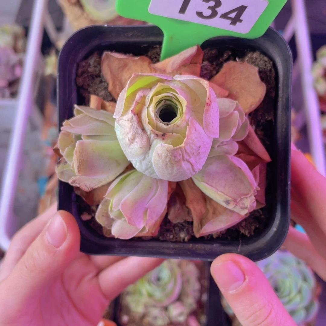 单品一物一拍号山地玫瑰