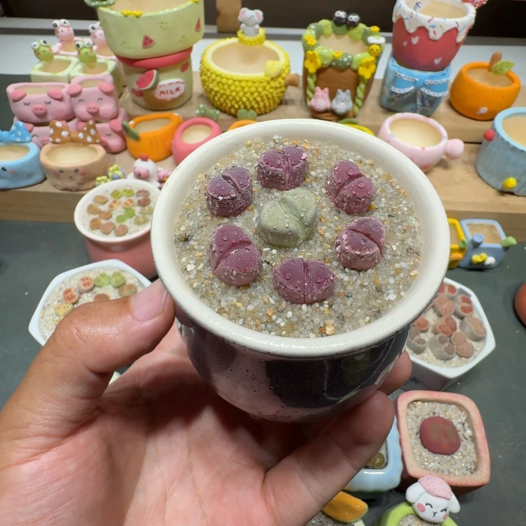蘑菇306红大内红大内