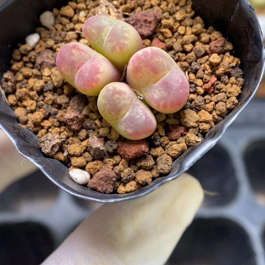 多肉植物肉锥杂交K-3400 墨杂
