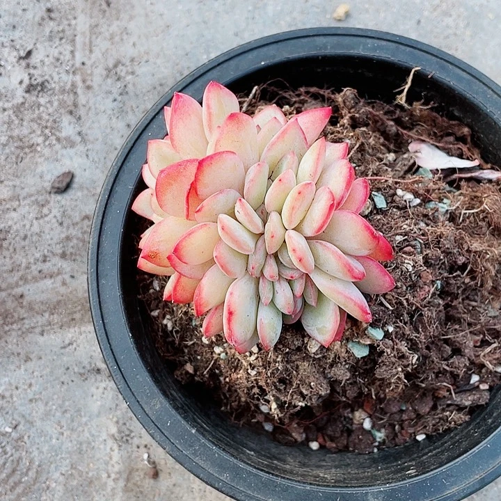 泡芙缀化188一盆5588886866