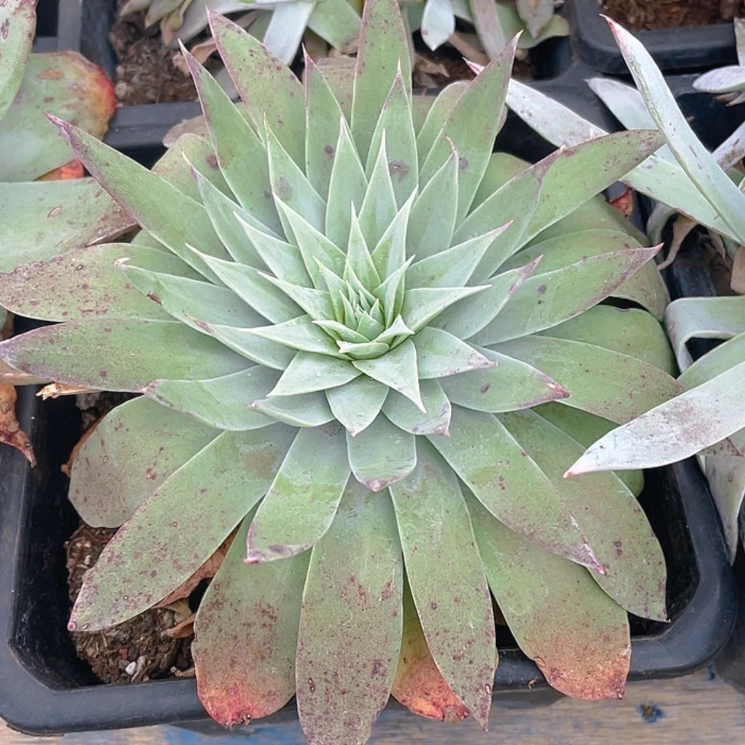 【闪购商品】伊静思杂交