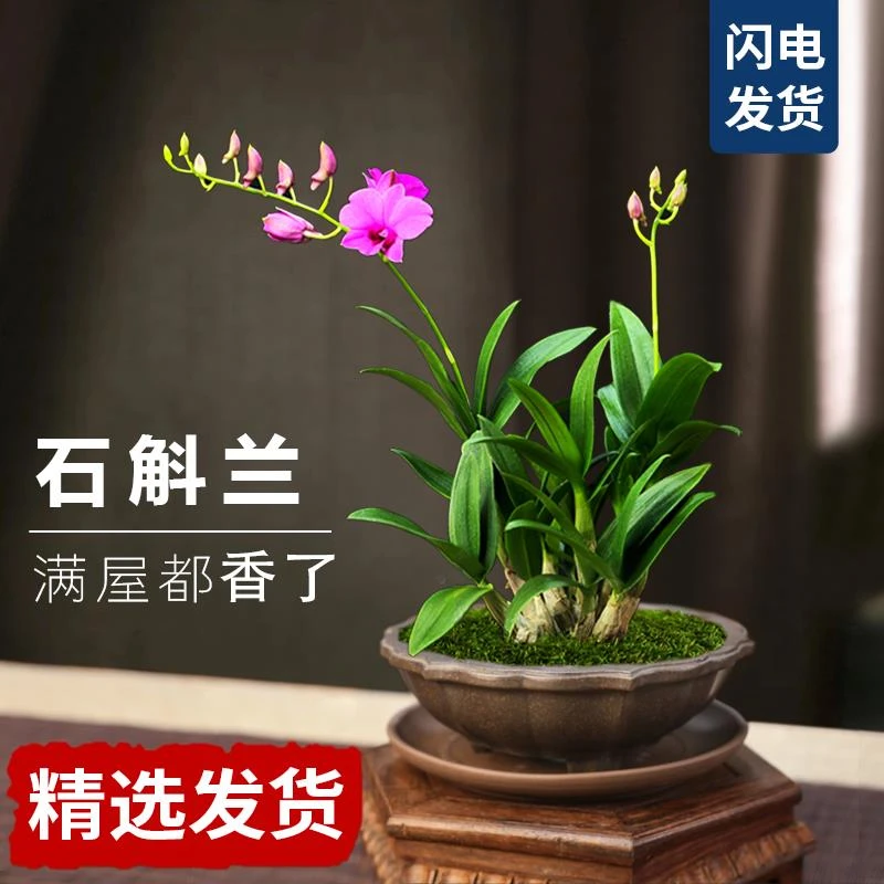 石斛兰盆栽澳洲香水石斛带花苞发货植物办公室浓香型花卉中式盆景