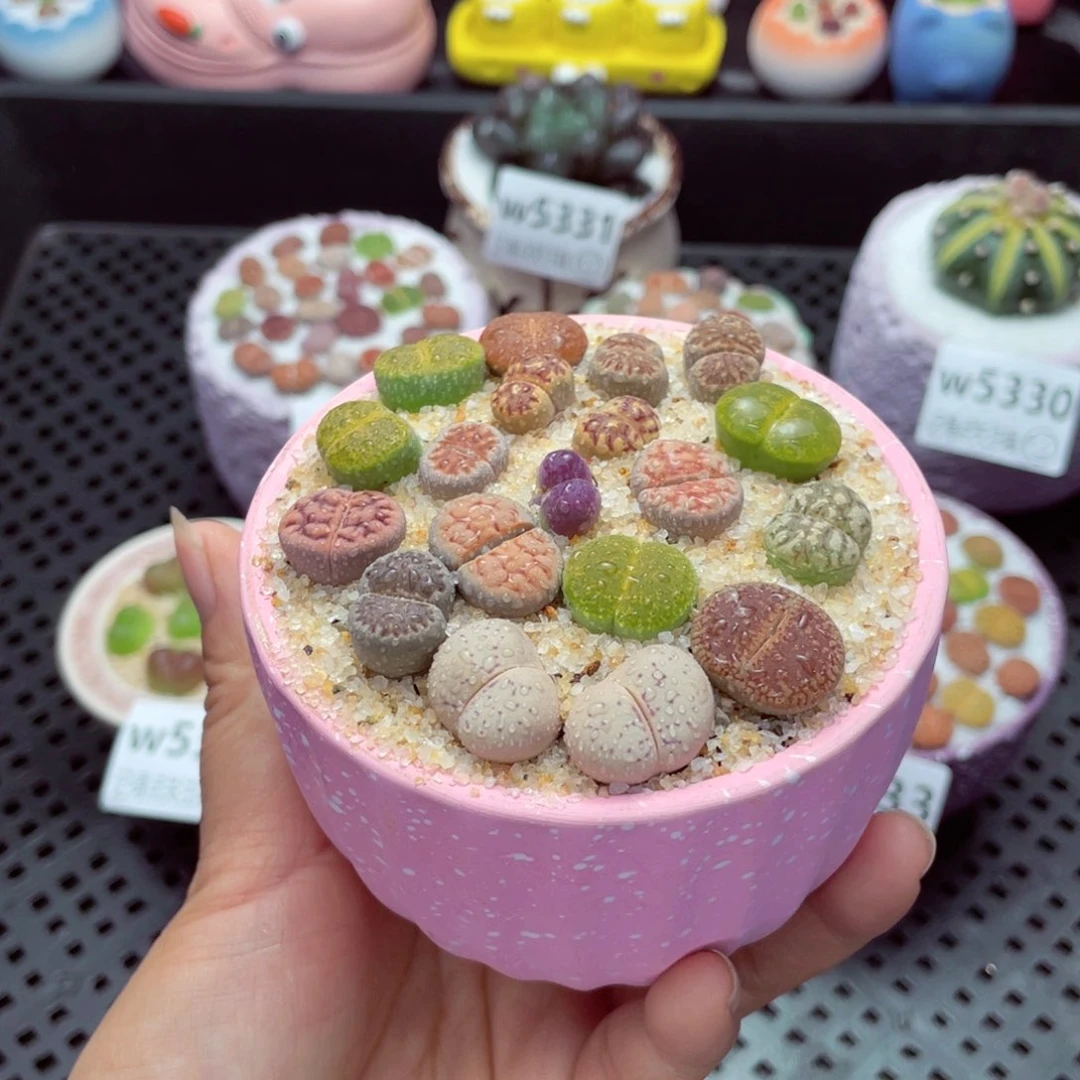 w5334 盆土发货一物一拍