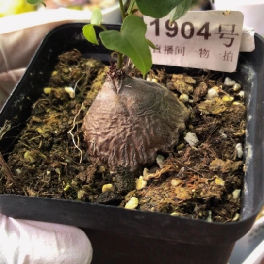 1904，3.2厘米象足龟甲龙