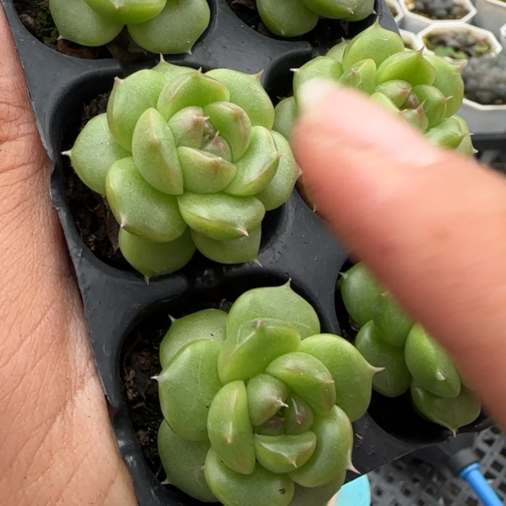 麦秆珍妮体031满18包邮