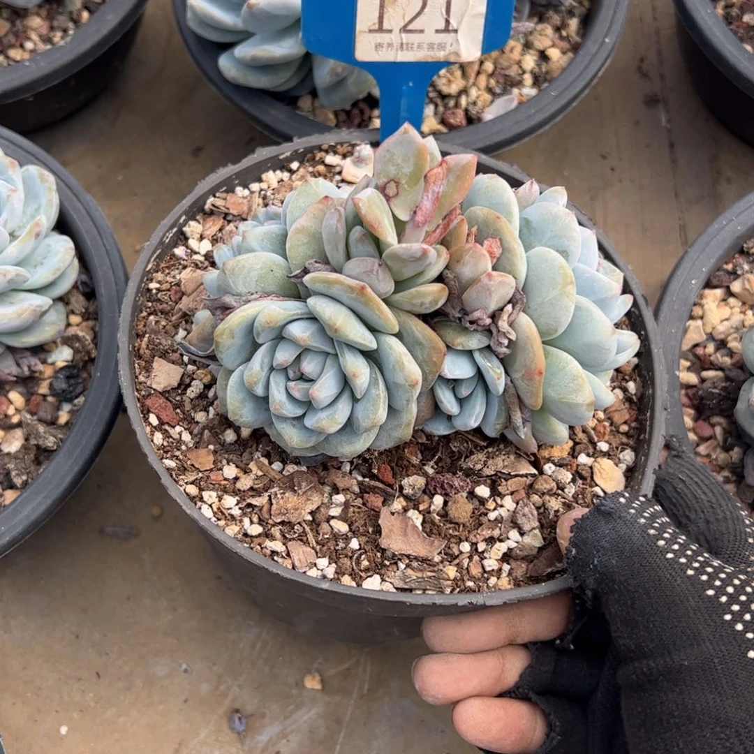 ?*121号多肉植物