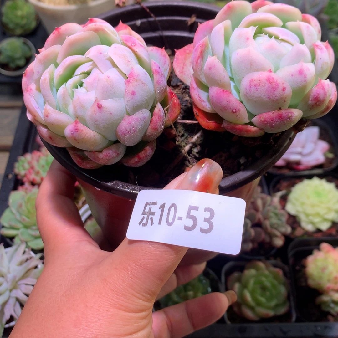 乐然10-53 贝瑞 不包整