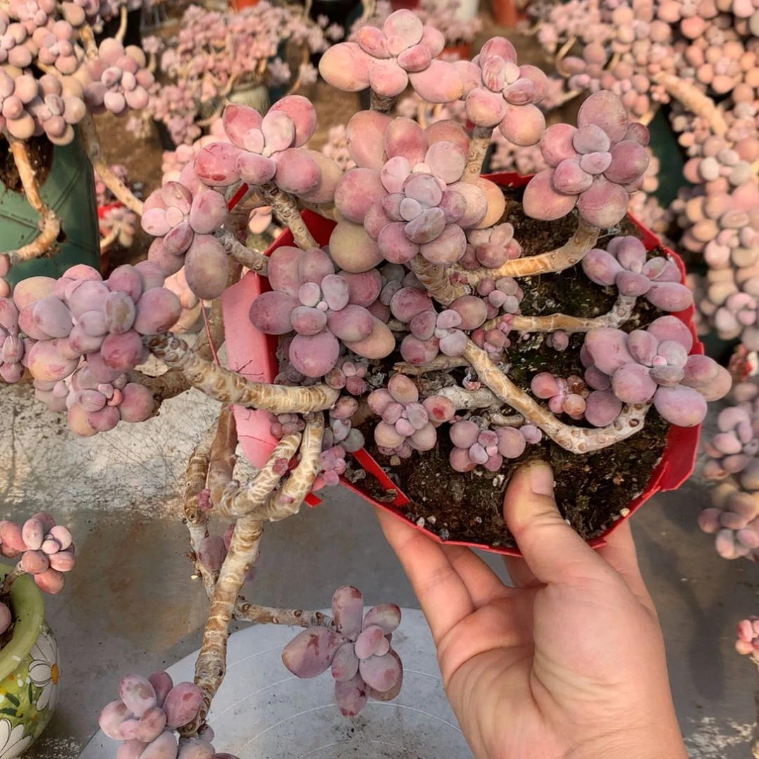 桃蛋老桩一处瑕疵不带盆46号