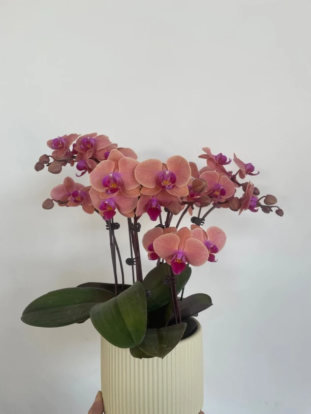 蝴蝶兰【2102】小纳博纳带花苞盆栽兰花大苗客厅室内植物花卉四季