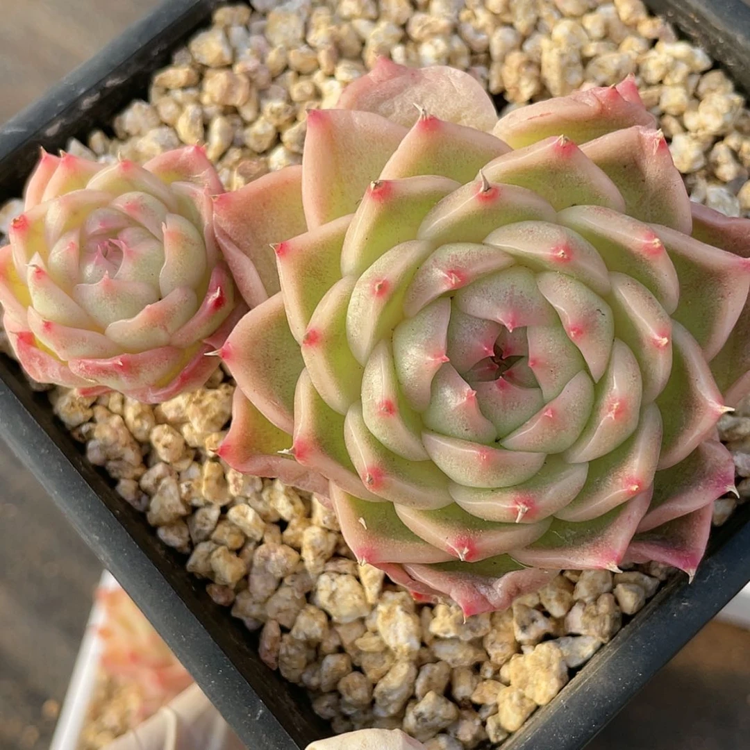 【闪购商品】11三头麦秆