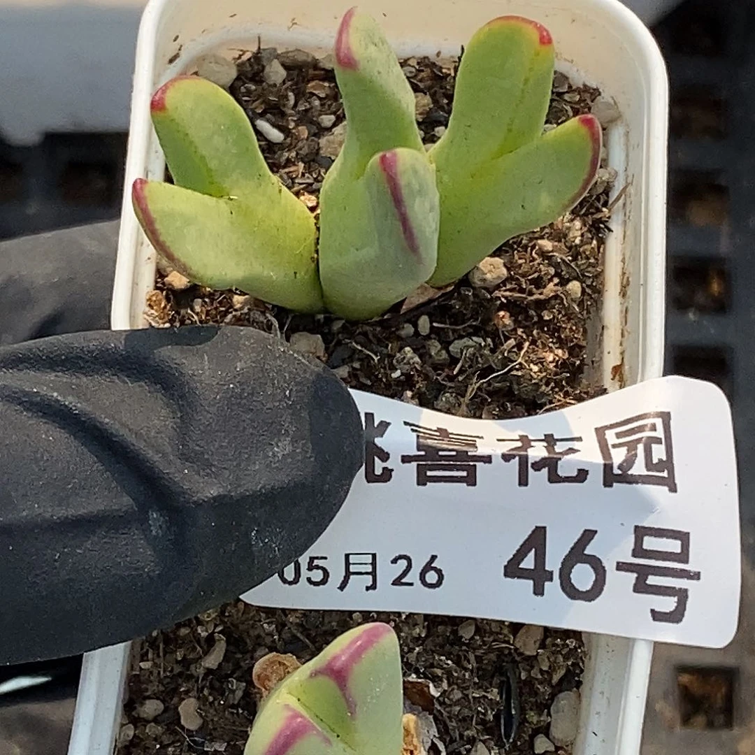 ?****果桃喜花园0526-46少将2颗
