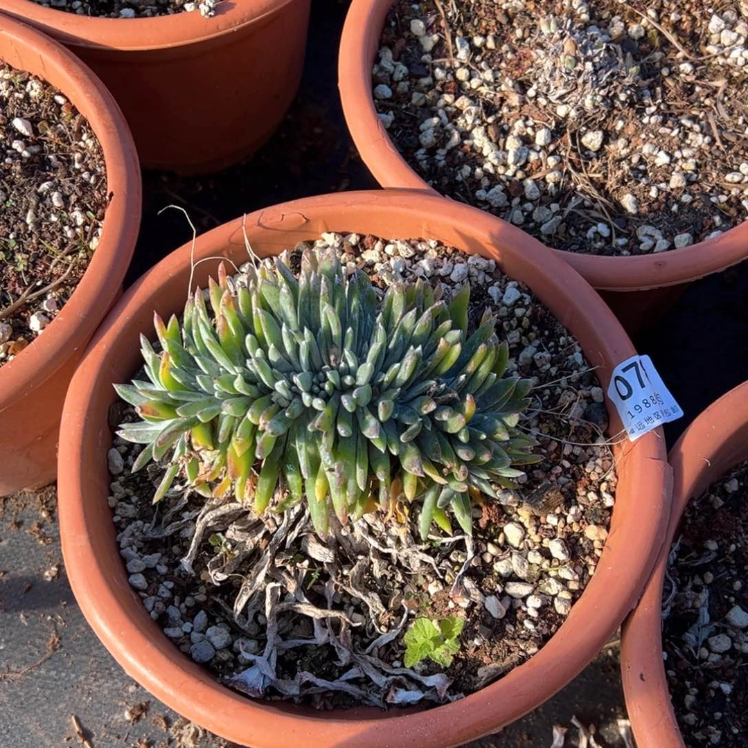 078法瑞杂交缀化