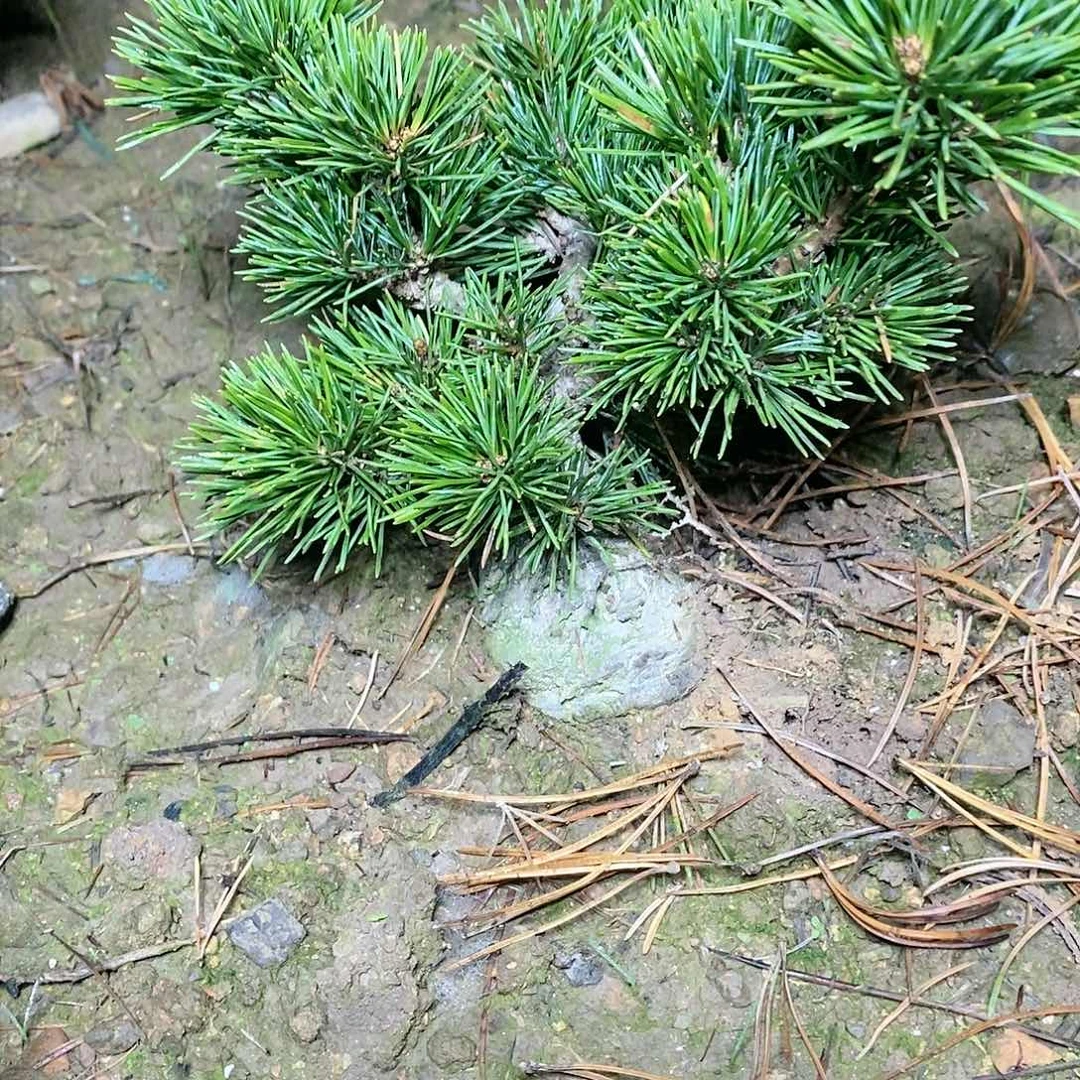 【闪购商品】无花朵艺**?