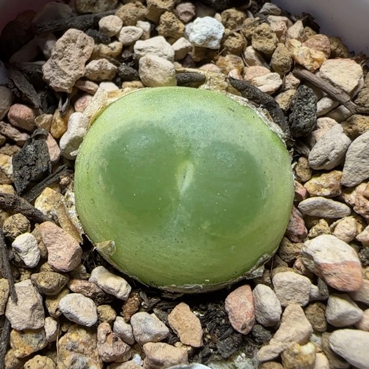 拉登1.7+多肉植物354