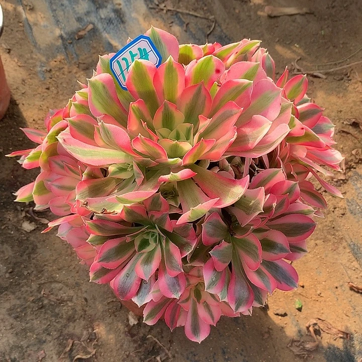 多肉植物粉女巫1254