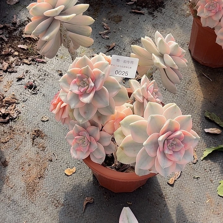 笑***泪紫乐锦大群一物一拍