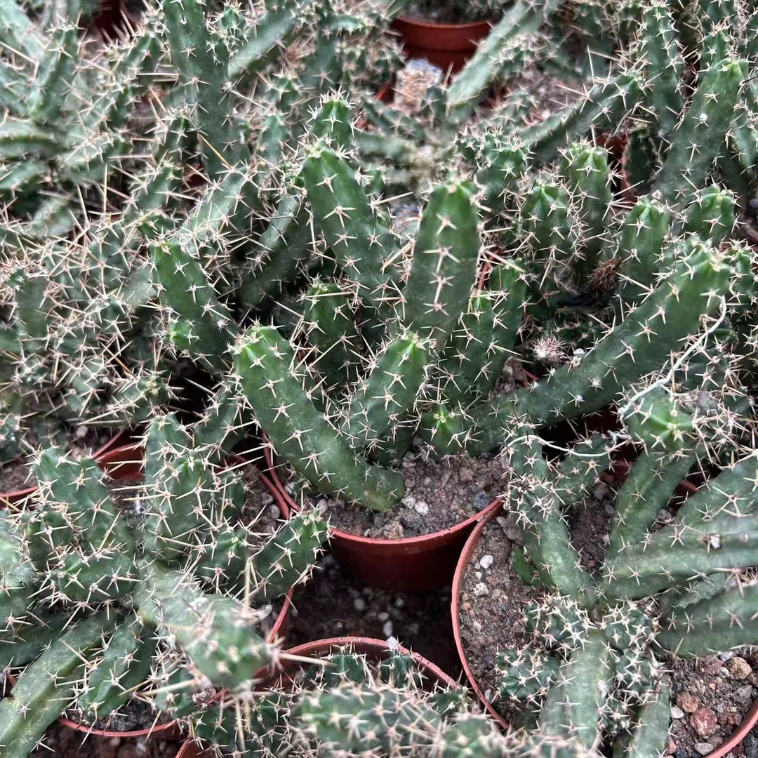 新货美花角大群  仙人球夏型种绿植盆栽桌面阳台办公室摆件