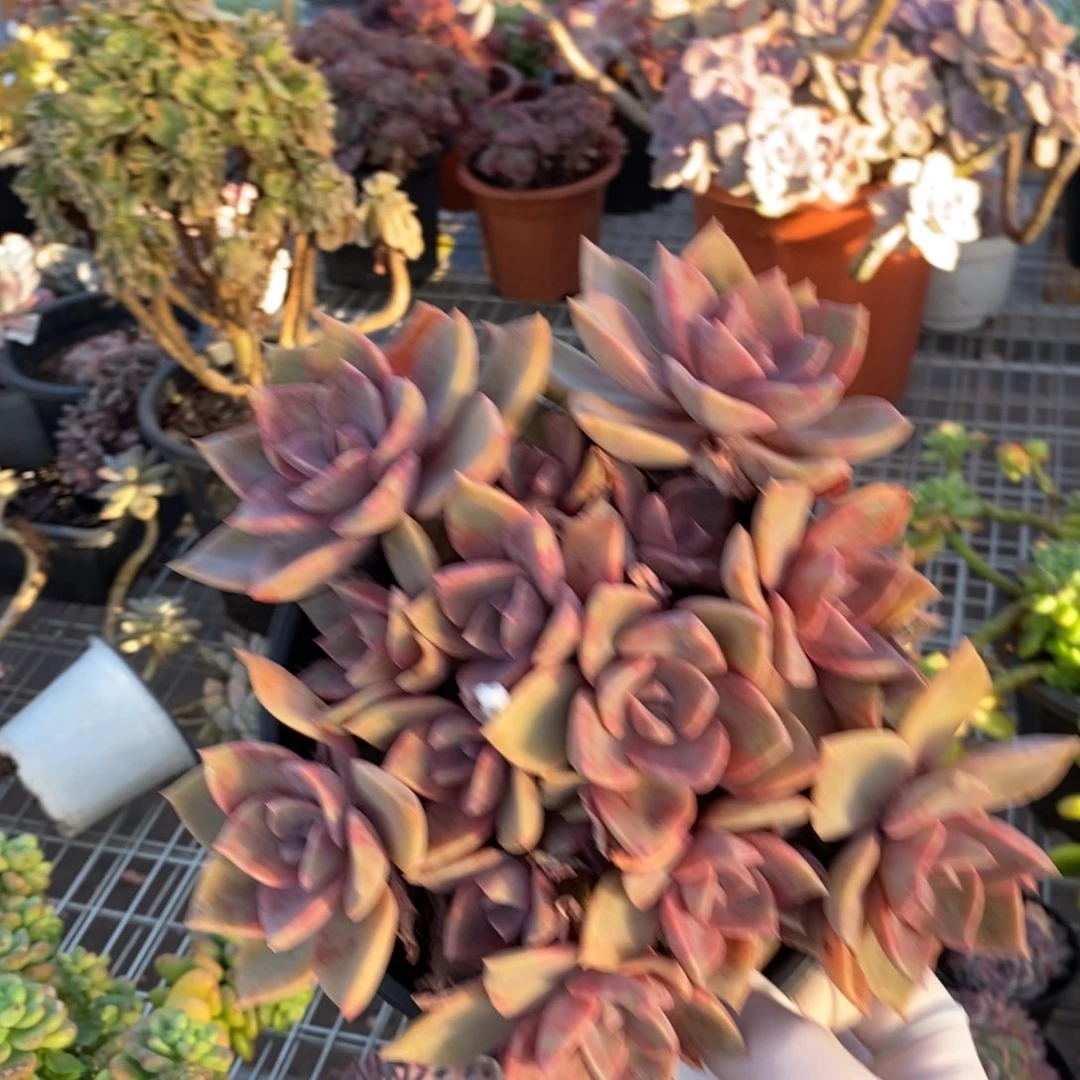 110中国初恋一物一拍