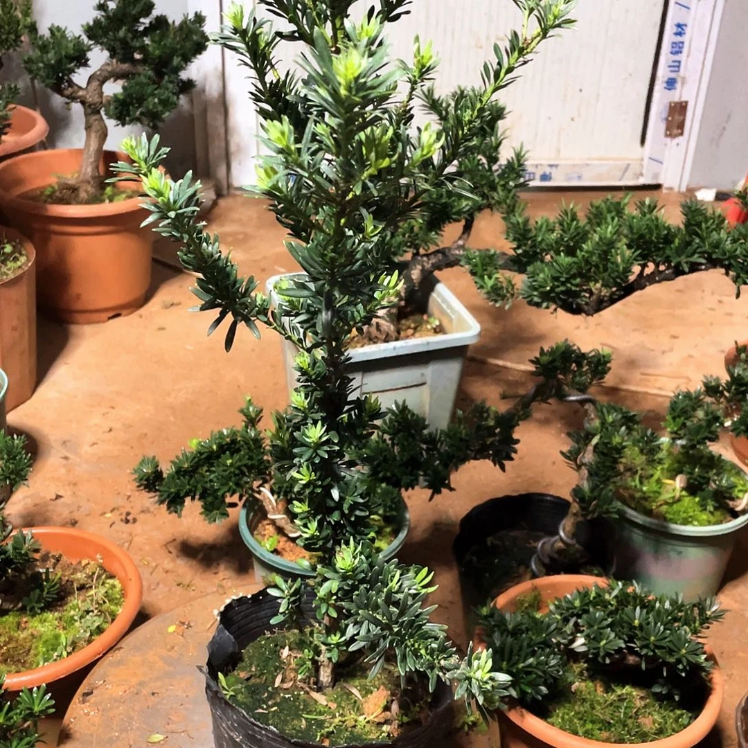 春***园无花朵罗汉松盆景罗汉松