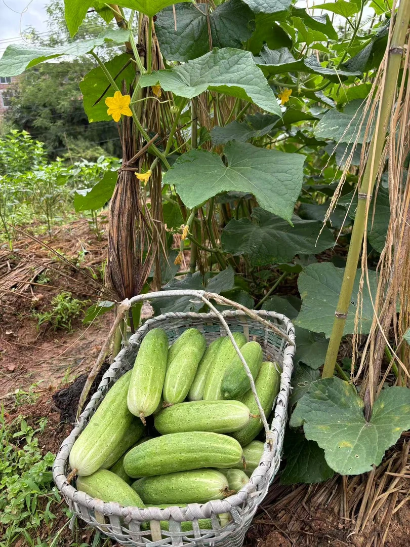 赣南农产品农家自种新鲜现摘旱黄瓜大青瓜应季蔬菜3斤/5斤食用