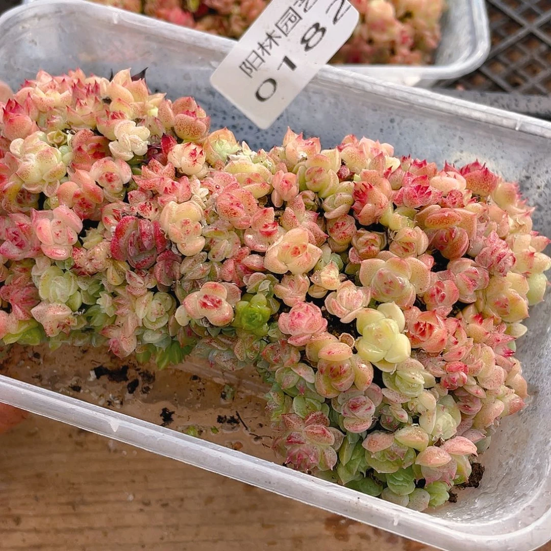 多肉植物多肉植物182