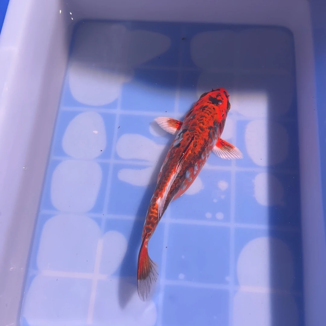 锦鲤精品锦鲤大卖6